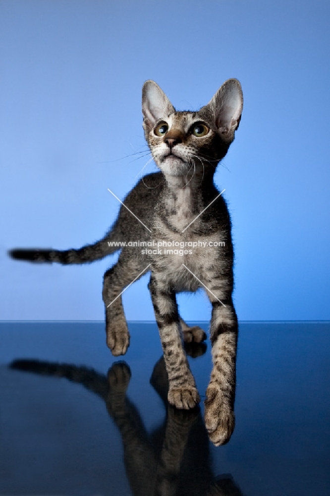 peterbald kitten walking towards camera, looking up