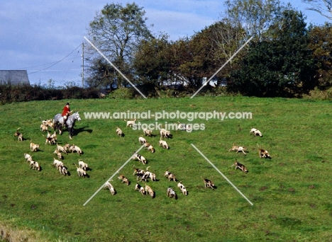 pack of exmoor foxhounds on exmooor