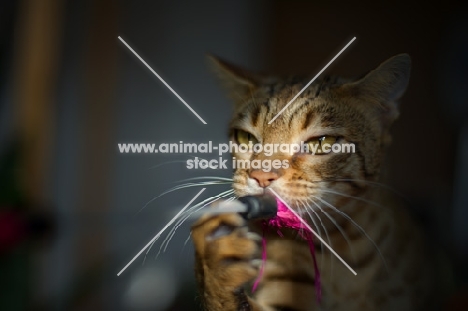 Bengal cat playing with a toy