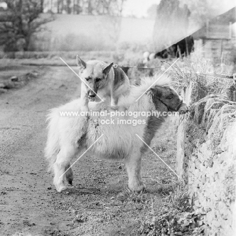 german shepherd dog jumping over a shetland pony