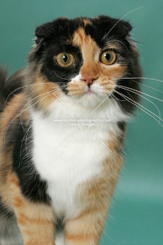 Tortoiseshell & White Scottish Fold, portrait