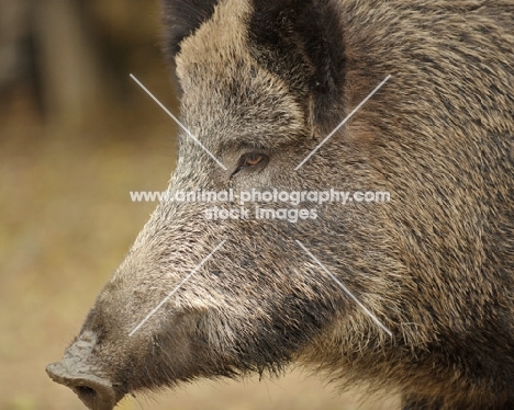 Wild Boar close up