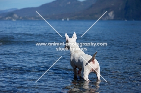 white bull terrier standing in blue water and looking ahead with tail up