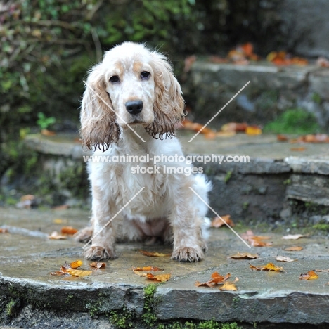 bedraggled cocker spaniel puppy, sat on steps