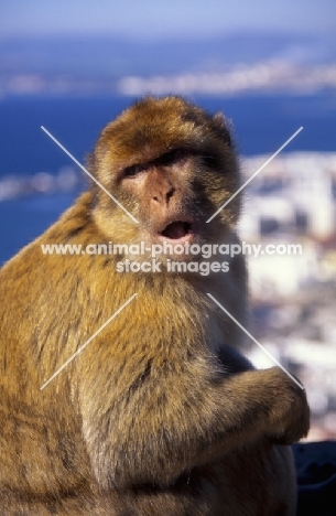 Gibraltar Barbary Macaques Ape sitting with mouth open