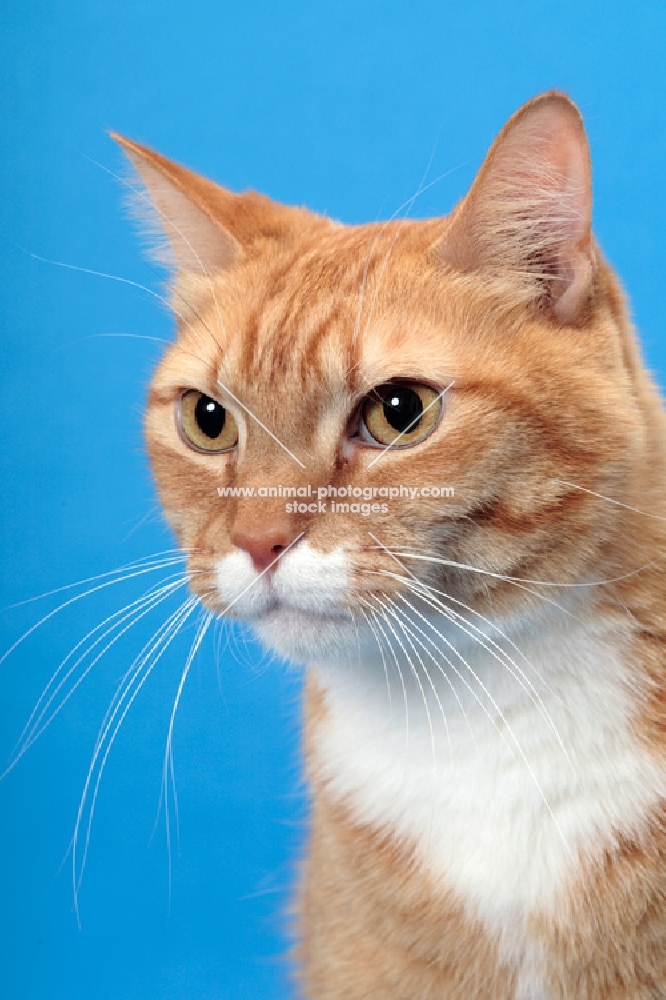 Red Mackerel Tabby & White Cat, portrait