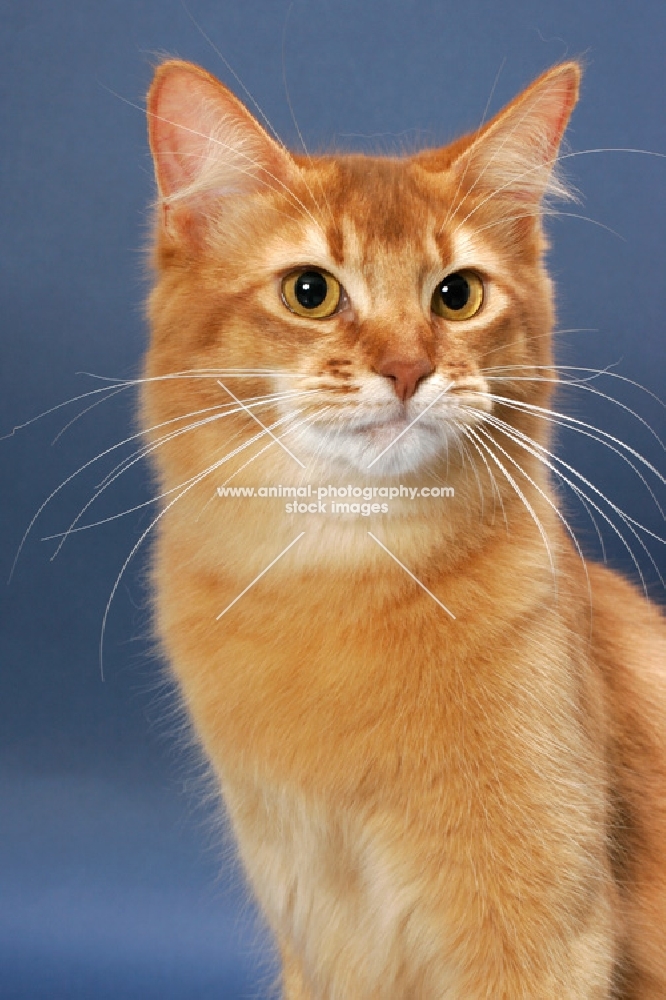 Sorrel Somali on blue background, portrait