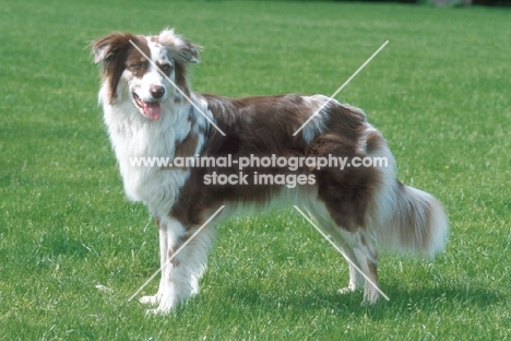 australian shepherd dog on grass