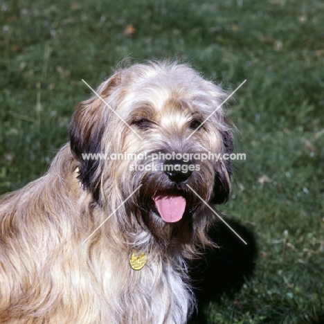 portrait of a film star cross bred dog