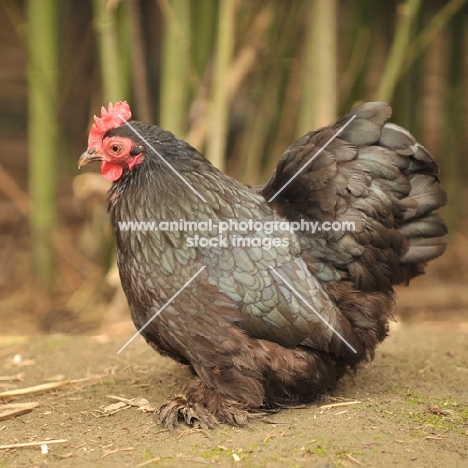 pekin bantam