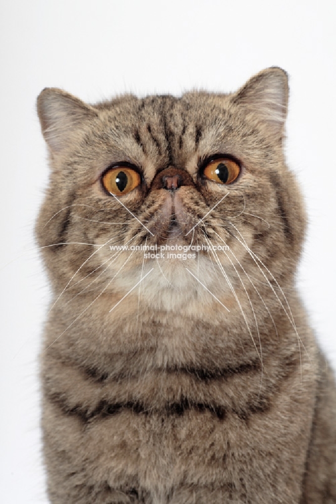 Exotic Shorthair, Brown Mackerel Tabby colour, portrait