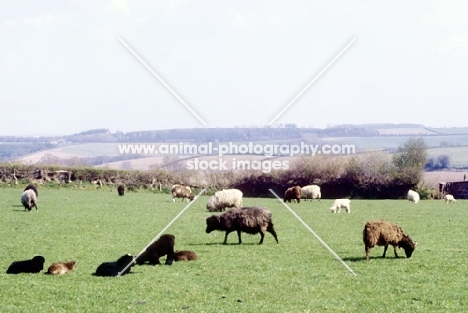 rare breeds of sheep at ashley farm