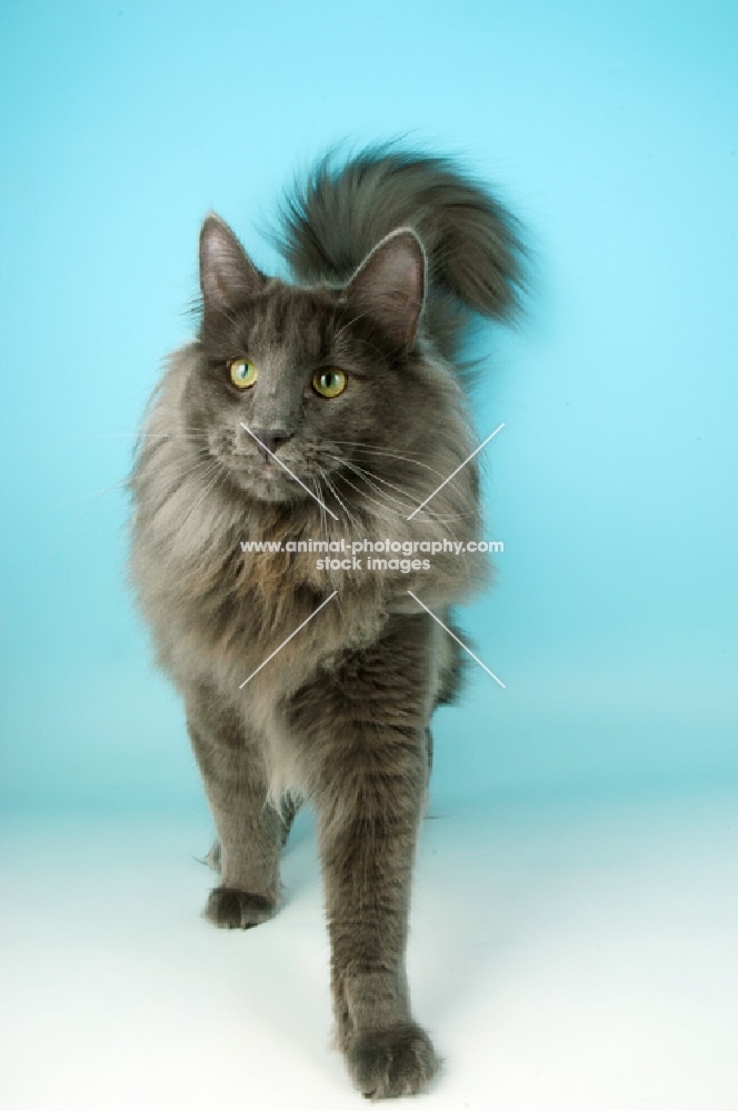 blue norwegian forest cat