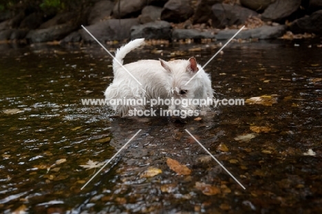 wheaten Scottish Terrier puppy wading in creek, looking in the water.