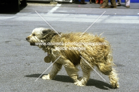 gos d'atura walking in the wind