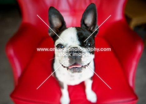 Boston Terrier sitting on red chair, smiling at camera.