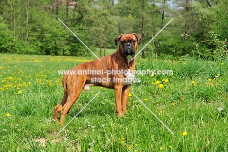 brown Boxer in field