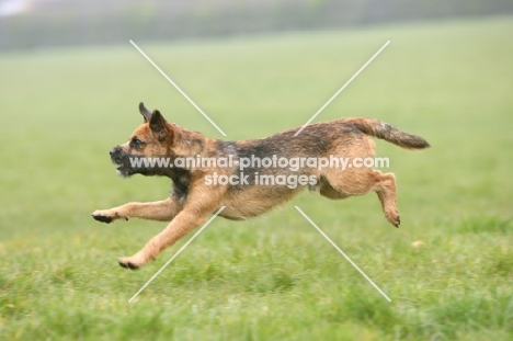 Border Terrier running fast