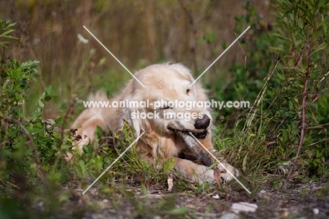 Golden Retriever outdoors