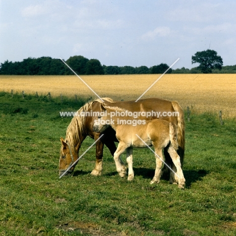 schleswig mare grazing with her  foal 