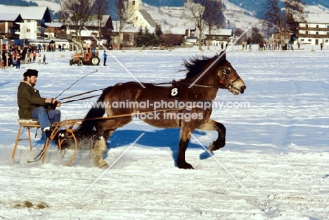 noric trotting in snow at kitzbuhel