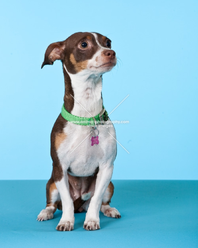 chihuahua sitting on blue background