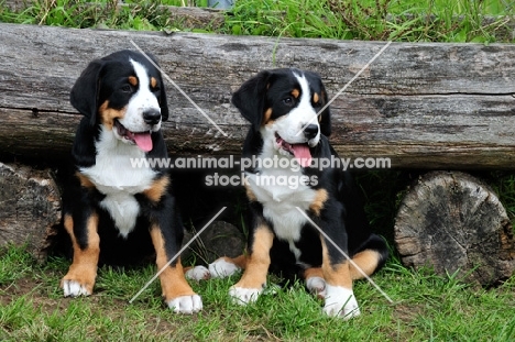 two Great Swiss Mountain dog puppies near log
