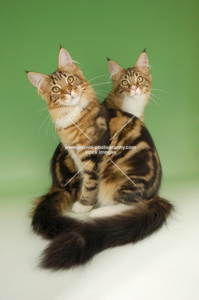 two brown tabby and white maine coon cats looking at camera