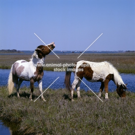 Two skewbald Chincoteague ponies, one scent savouring, on assateague island