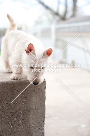 wheaten Scottish Terrier puppy looking down from concrete step.