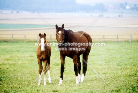 trakehner mare and foal in paddock at webelsgrund