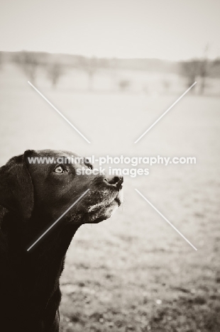 black Labrador Retriever 