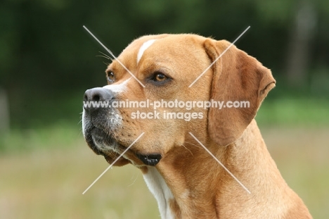 Portuguese Pointer, portrait