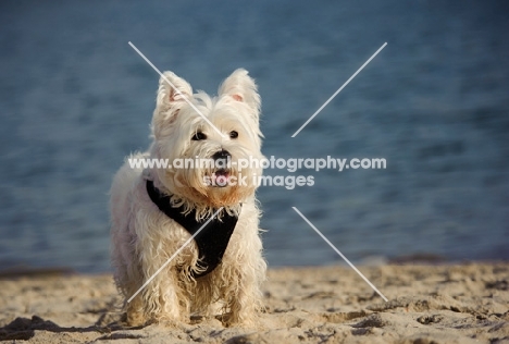 West Highland White Terrier near shore