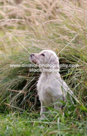 English Setter puppy