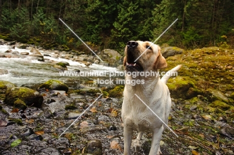 cream Labrador Retriever barking