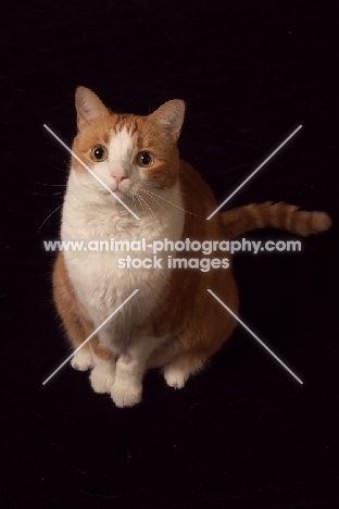 red and white cat sitting on white background