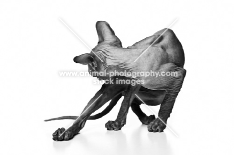 Peterbald in black and white