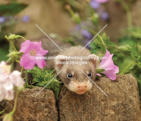 ferret near flowers