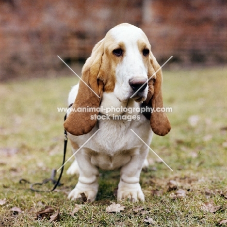 champion basset hound front view