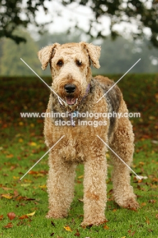 Airedale terriers in autumn