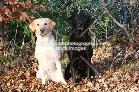 cream and black Labradors