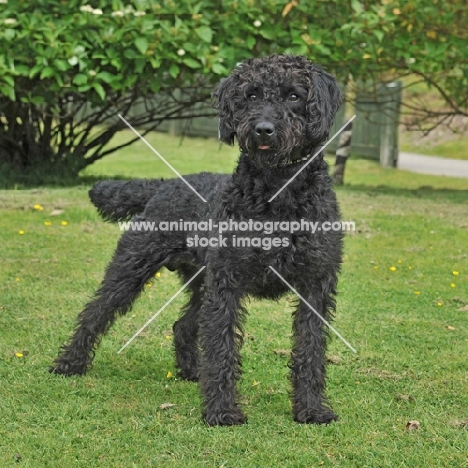 labradoodle in garden, full body