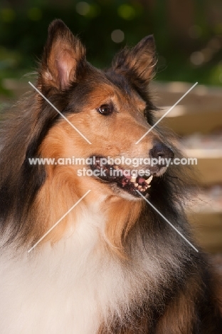 Rough Collie portrait