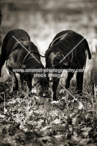 two black labradors drinking from the same bowl