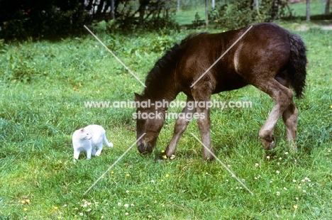 Dales Pony foal and cat