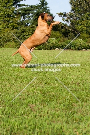 Rhodesian Ridgeback jumping up