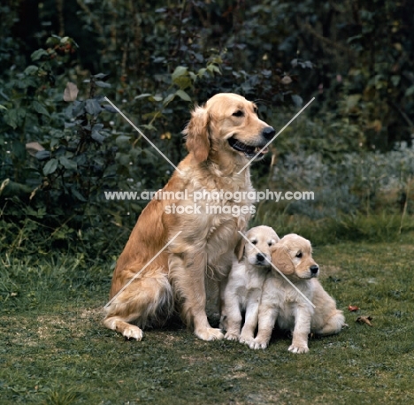 golden retriever with puppies sitting on grass