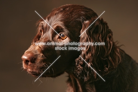 young Boykin Spaniel