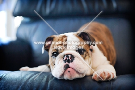 english bulldog puppy in play bow